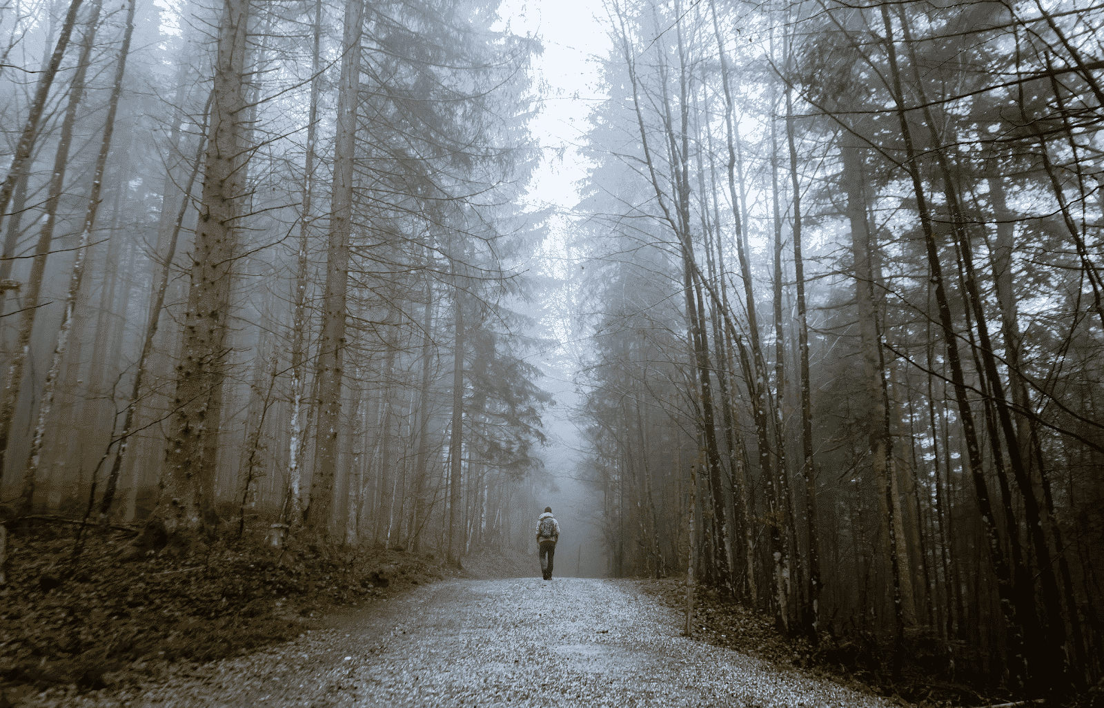 person walking in the forest